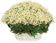 Цветочная композиция из Ромашки в корзине #REPLACE_PRED# Канске